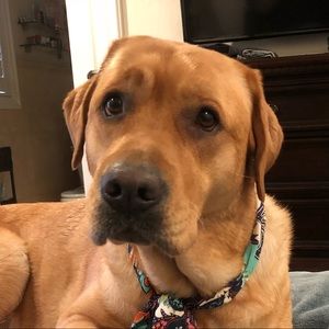 Meet your Posher, Shane